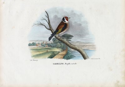 European Goldfinch, 1863-79 by Raimundo Petraroja